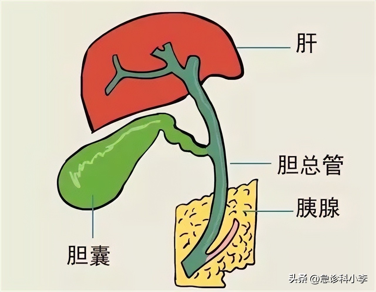 胆囊炎的症状是哪里疼 胆囊炎有什么症状