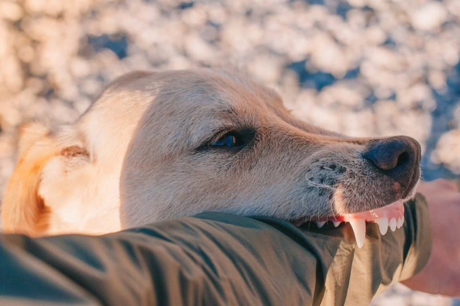 狂犬病潜伏期多长时间 判断自己得没得狂犬病