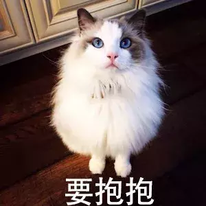 布偶猫价格多少钱一只 一只布偶猫大概多少钱