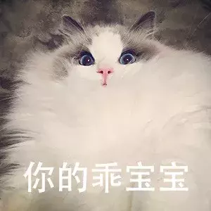 布偶猫价格多少钱一只 一只布偶猫大概多少钱