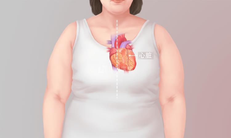 心脏在左边还是右边 女人心脏位置示意图