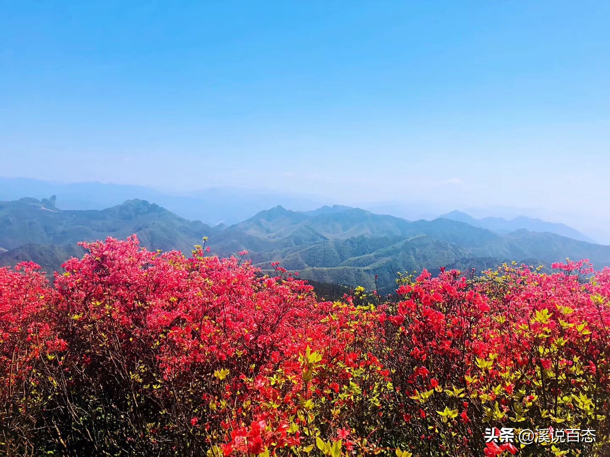 映山红出自电影什么的主题曲 映山红是哪部电影歌曲