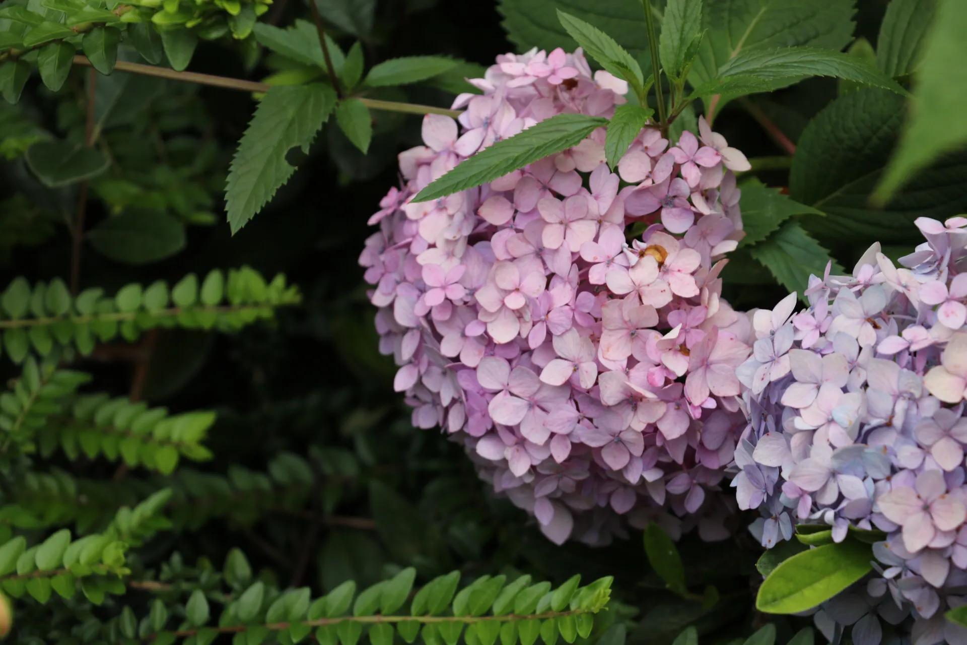 绣球花的花语 花语大全