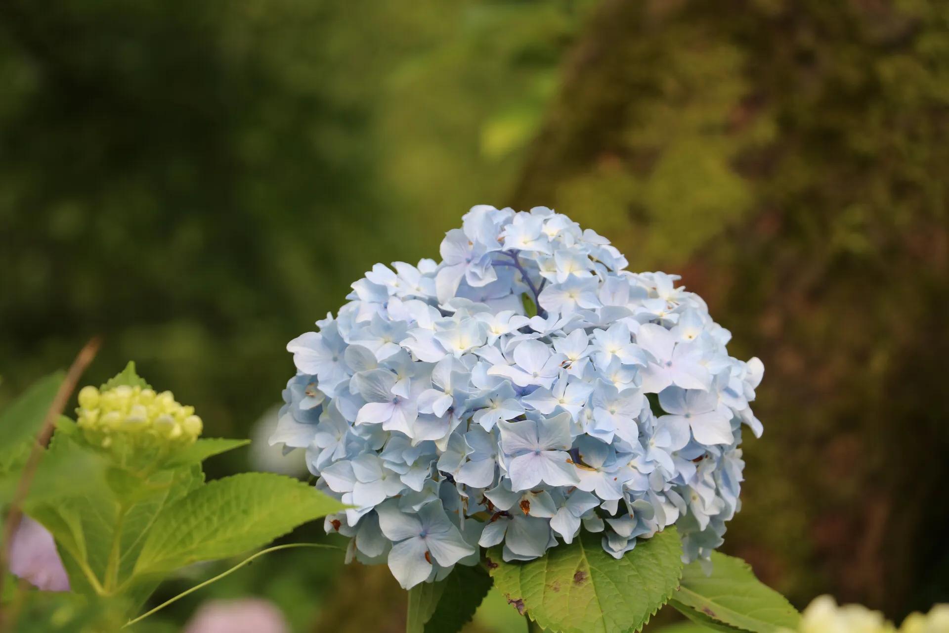 绣球花的花语 花语大全