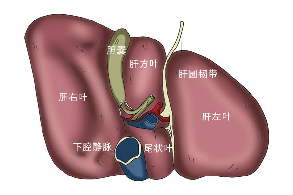 肝内钙化灶是什么意思 肝钙化一般能活多久