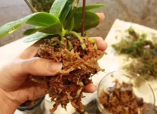蝴蝶兰的养殖方法和注意事项 蝴蝶兰浇水的正确方法