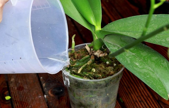 蝴蝶兰的养殖方法和注意事项 蝴蝶兰浇水的正确方法