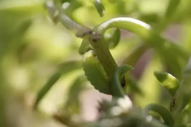 绣球花为什么又叫死人花 绣球花的危害有多大