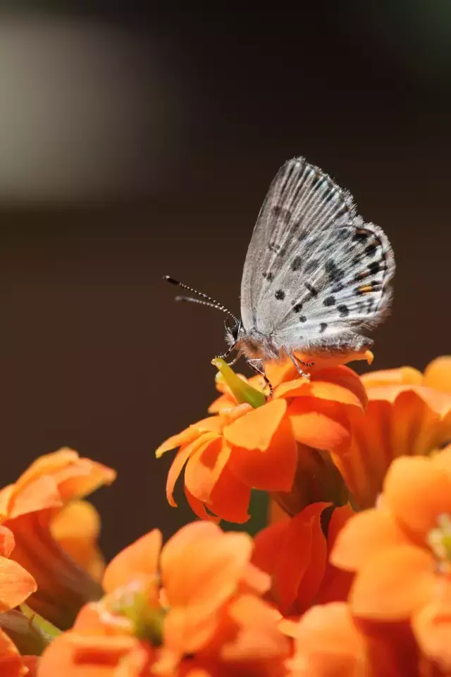 绣球花为什么又叫死人花 绣球花的危害有多大