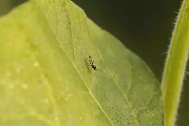 绣球花为什么又叫死人花 绣球花的危害有多大