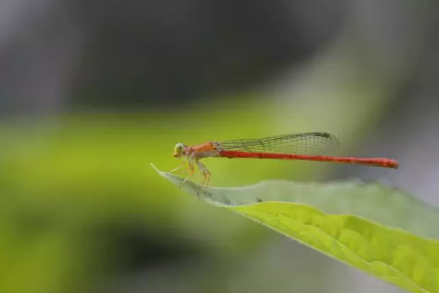 绣球花为什么又叫死人花 绣球花的危害有多大