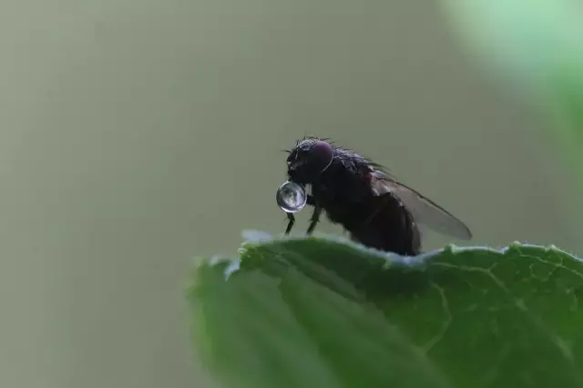 绣球花为什么又叫死人花 绣球花的危害有多大