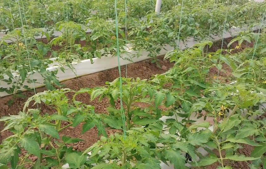 西红柿的种植方法和管理技术 盆栽番茄的种植方法