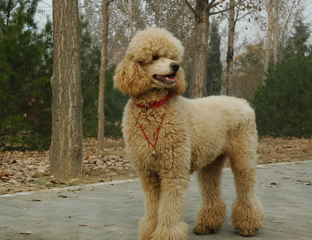 建议穷人养的10种狗 拉布拉多犬的10大忌