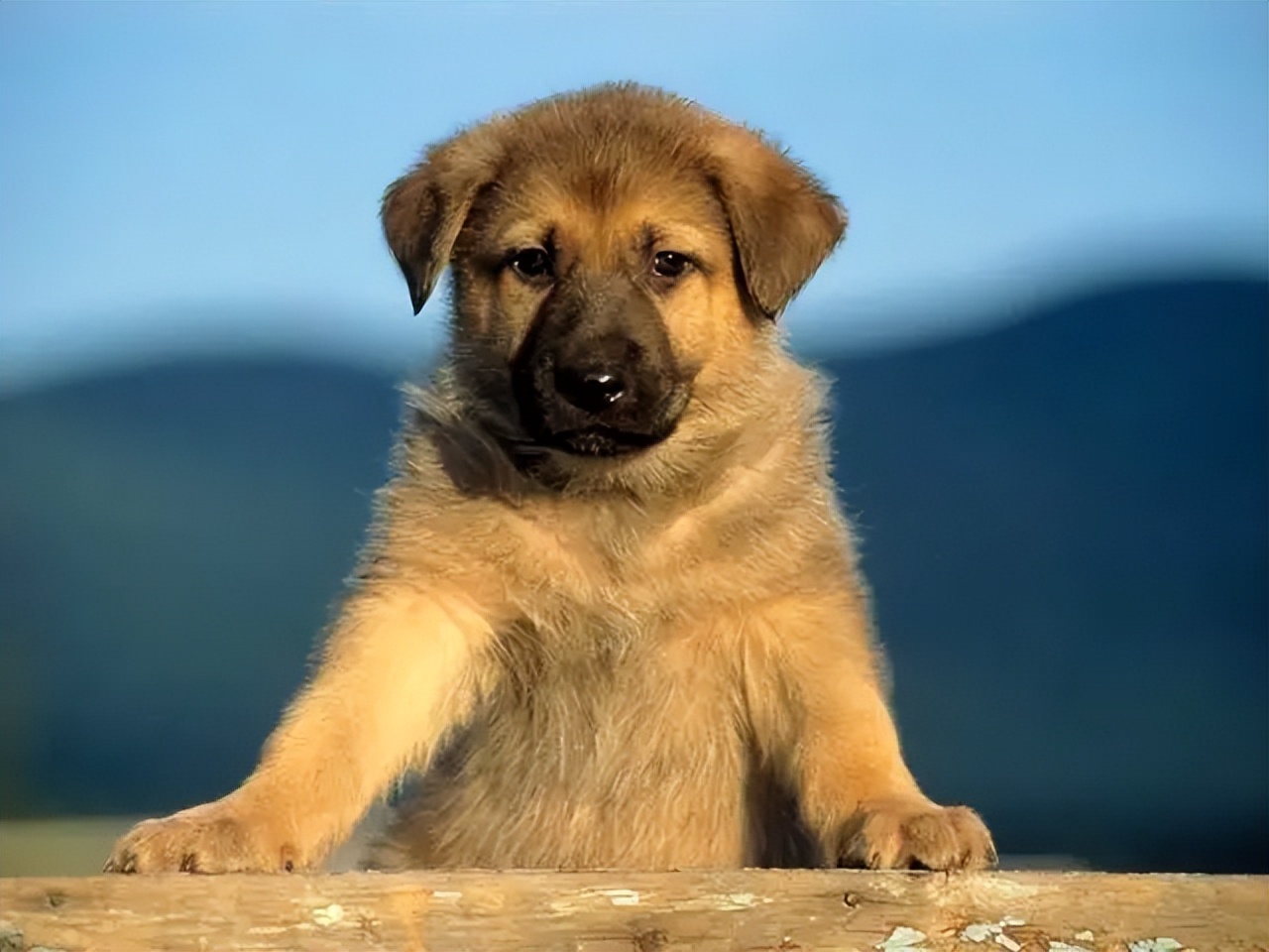 建议穷人养的10种狗 拉布拉多犬的10大忌