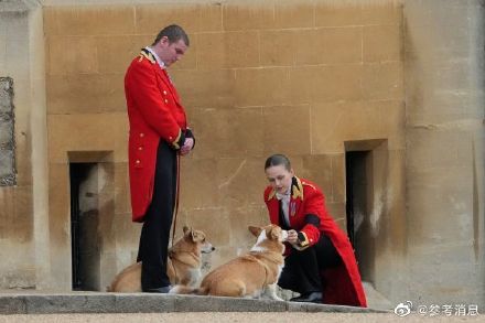 柯基犬价格大概多少钱一只 柯基犬一般多少钱一只