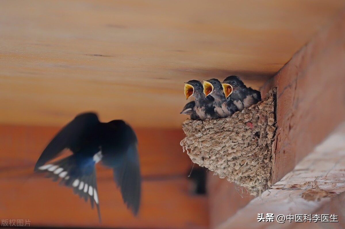 回族为什么不吃猪肉 回族吃猪肉会怎么样