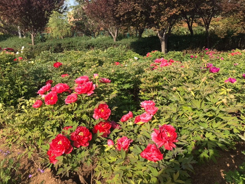 中国的国花是什么花 中国国树 国鸟 国花