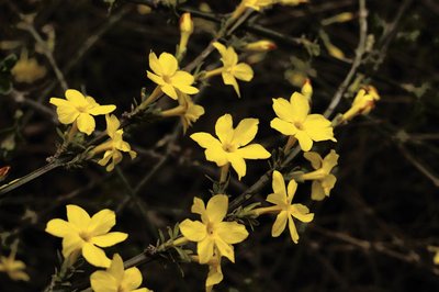 迎春花是什么颜色 迎春花的样子和特点