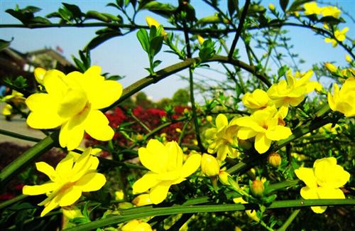 迎春花是什么颜色 迎春花的样子和特点