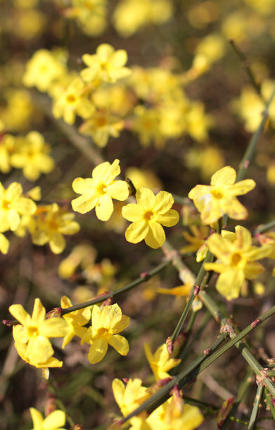 迎春花是什么颜色 迎春花的样子和特点