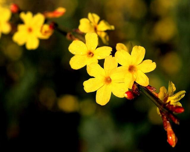 迎春花是什么颜色 迎春花的样子和特点