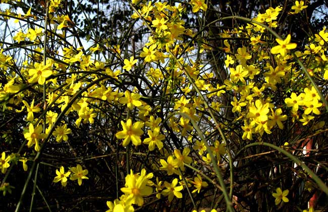 迎春花是什么颜色 迎春花的样子和特点