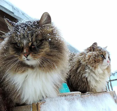 西伯利亚森林猫 西伯利亚森林猫多钱