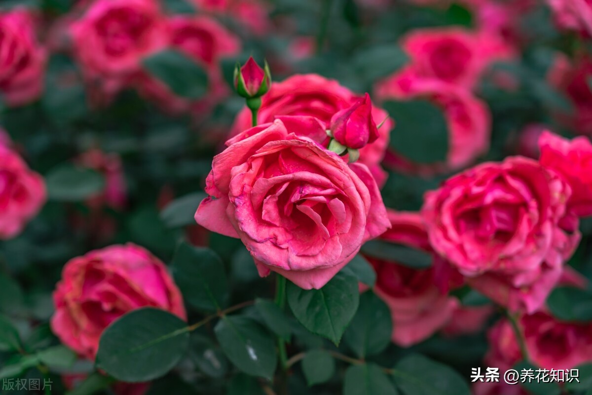 月季花的养殖方法和注意事项 月季花的扦插懒人方法