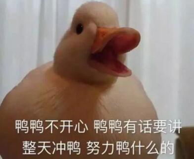 duck是什么意思 duck英语什么意思
