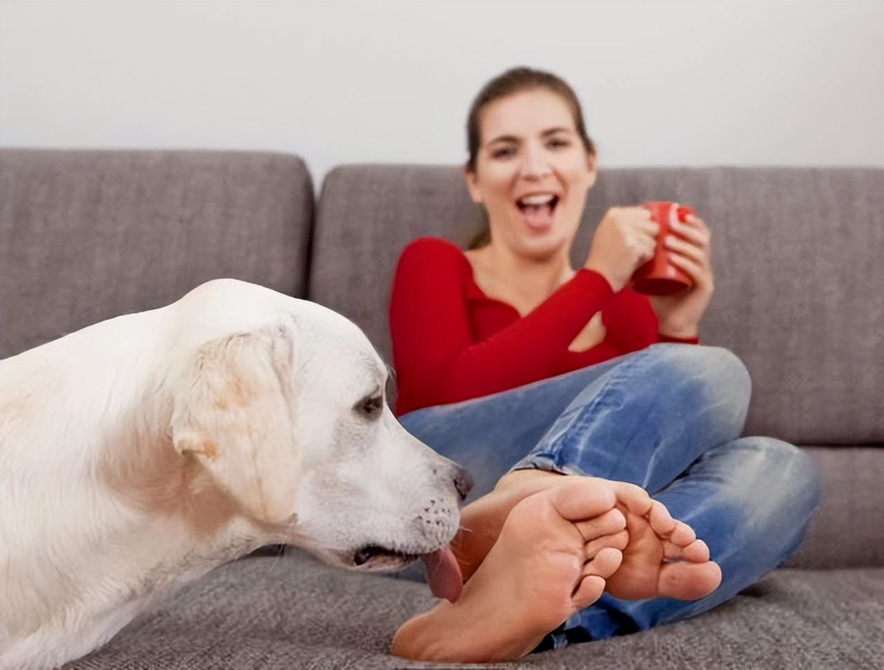 狗狗舔主人手脚意味着什么 狗狗趾间炎图片