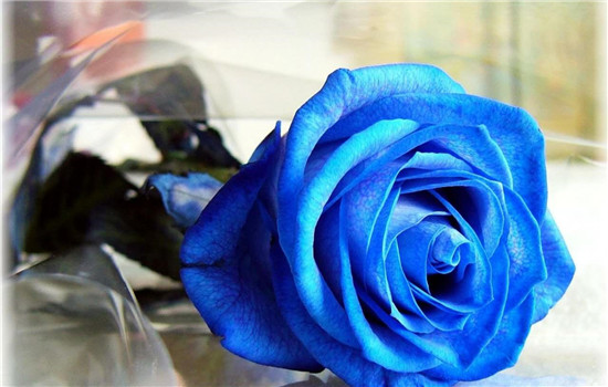 蓝色妖姬的花语是什么意思 男人送蓝色妖姬的寓意