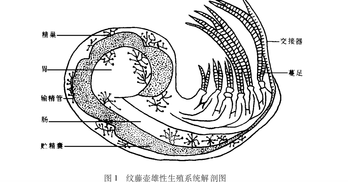 藤壶是什么东西 藤壶肉图片