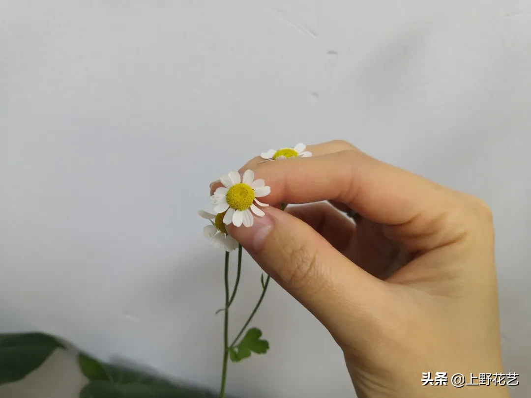 洋甘菊的花语和寓意 洋甘菊的浪漫花语