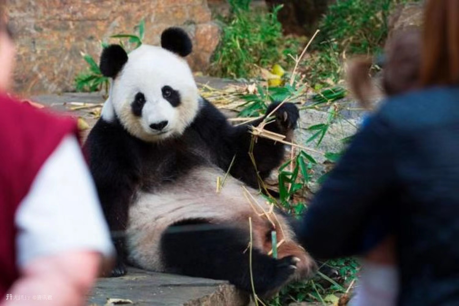 大熊猫生活在什么地方? 熊猫生活在我国的哪里