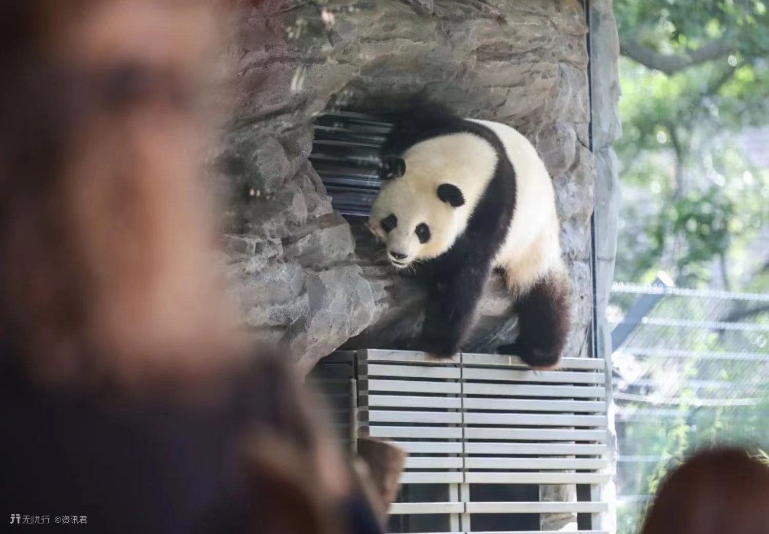 大熊猫生活在什么地方? 熊猫生活在我国的哪里