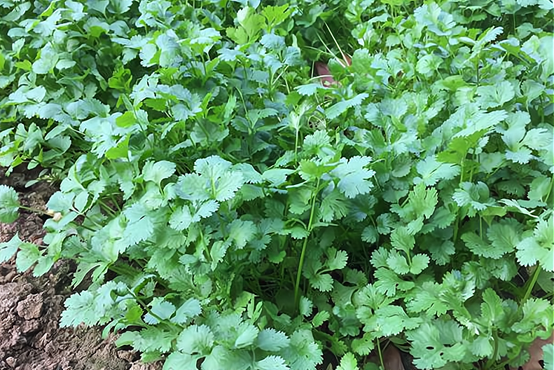 香菜种植方法和时间 莴笋种植时间和方法