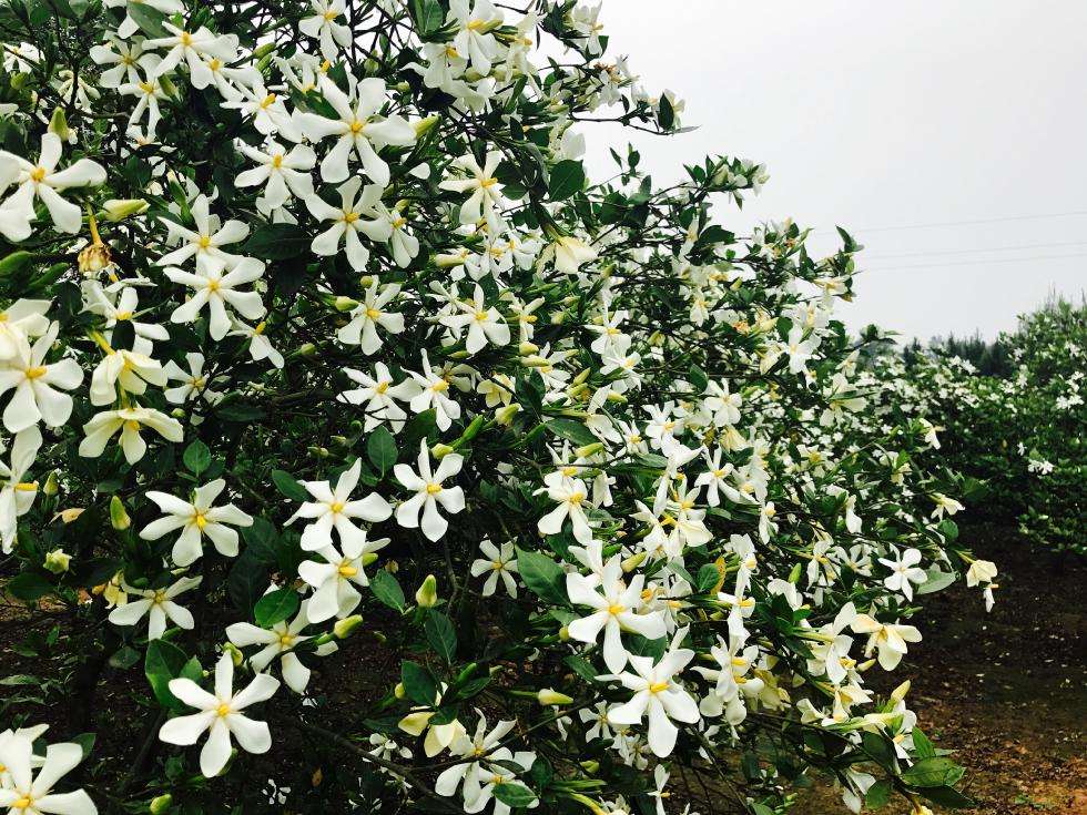 栀子花叶子发黄干枯掉叶子怎么办 栀子花叶干枯怎么补救