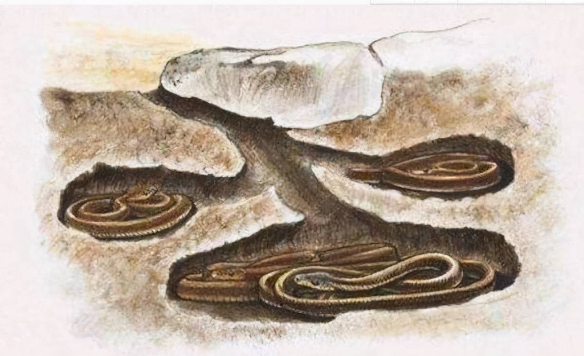 世界上最大的蛇 四川发现一条美人蛇