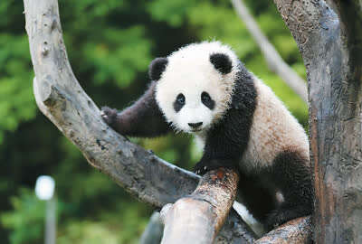 大熊猫为什么是国宝 熊猫是国宝的原因