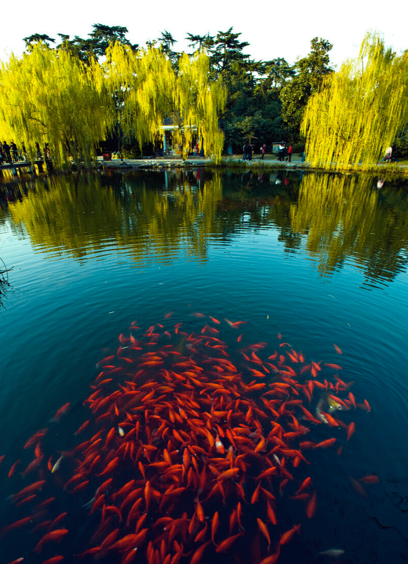 西湖十景是哪十景 杭州西湖十景