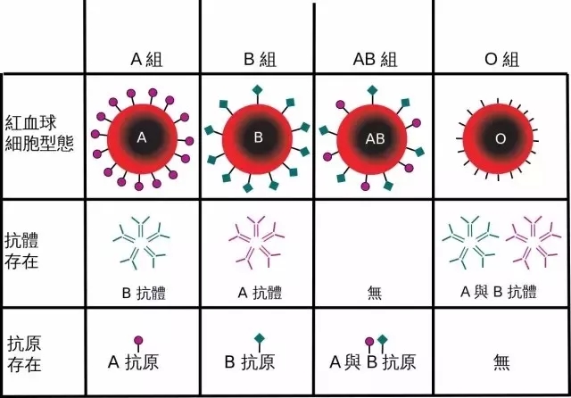 a型血为什么叫贵族血 a型血女人体质