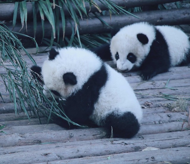 大熊猫为什么被视为中国的国宝 大熊猫吃人残忍图片