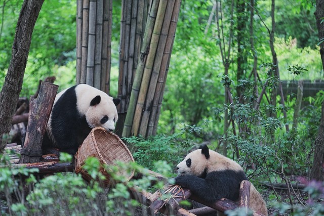 大熊猫为什么被视为中国的国宝 大熊猫吃人残忍图片