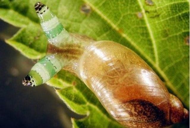 僵尸蜗牛会不会咬人 有毒的蜗牛图片