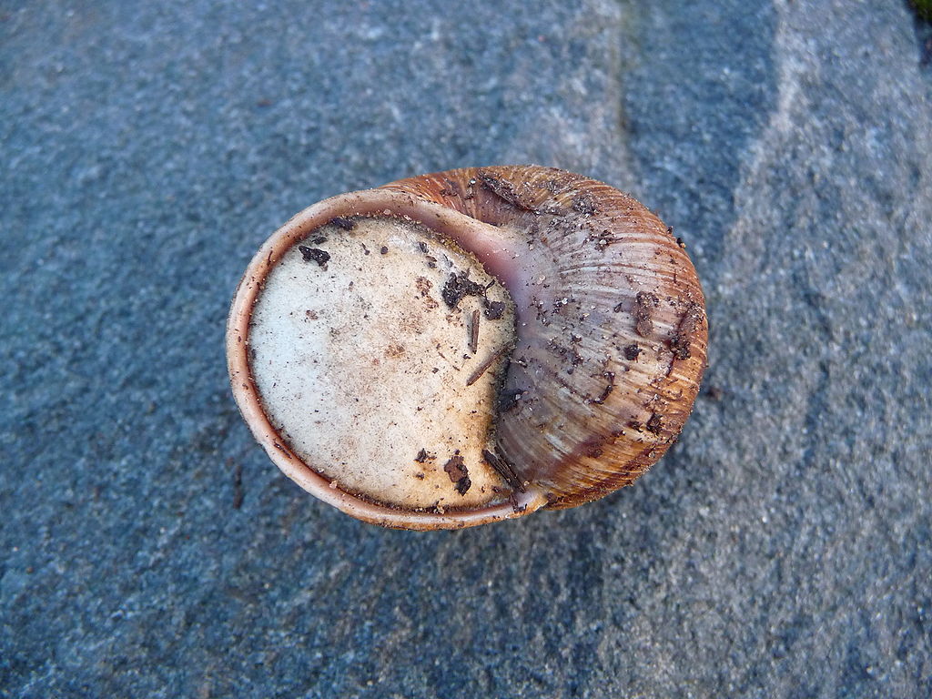 蜗牛是益虫还是害虫 清除蛞蝓无壳蜗牛