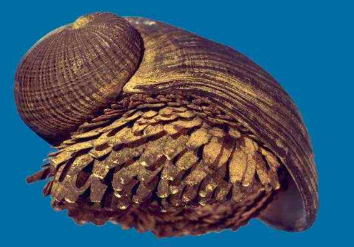 蜗牛是益虫还是害虫 清除蛞蝓无壳蜗牛