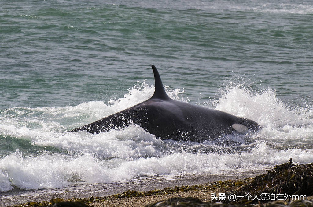 搁浅是什么意思 死亡搁浅steam多少钱