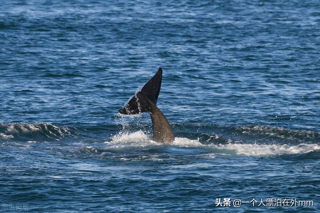 搁浅是什么意思 死亡搁浅steam多少钱