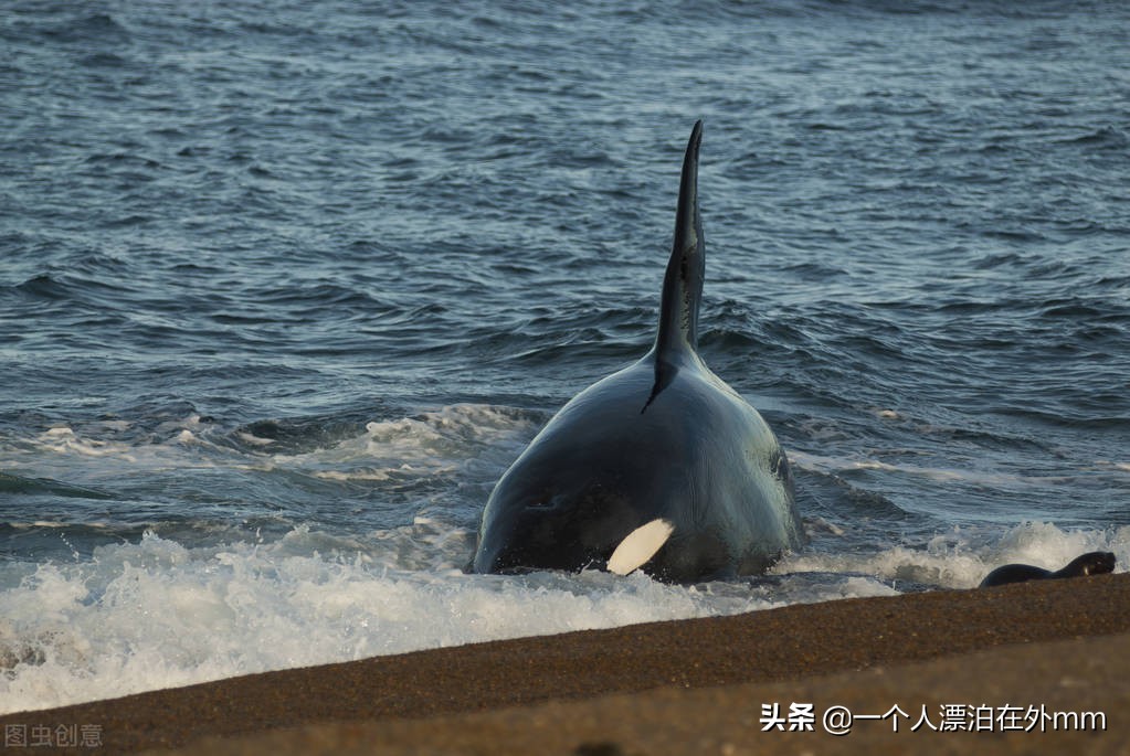 搁浅是什么意思 死亡搁浅steam多少钱